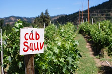 Cab Sauv Vineyard